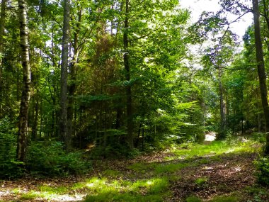 Vahşi orman manzarası. Yeşil orman güneşli bir günde, yaz mevsiminde. Güzel doğa Pomerania - Kuzey Polonya bölgesi.