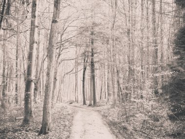 Kış tatilinden sonra orman tekrar uyanır. Bahar güneşi ağaçların arasından doğuyor Polonya doğası. Doğa konsepti. BW filtre tonu.