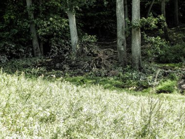 Doğal bir arka plan olarak vahşi çayır. Boşluğu kopyala
