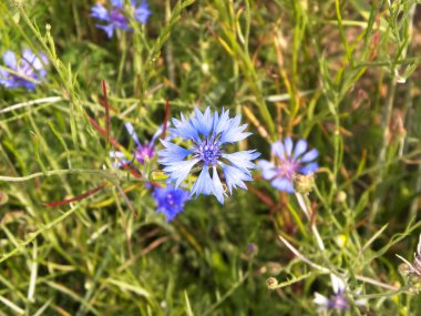 Çiçekli çayır, doğal arka plan olarak. Yaz doğası kavramı.