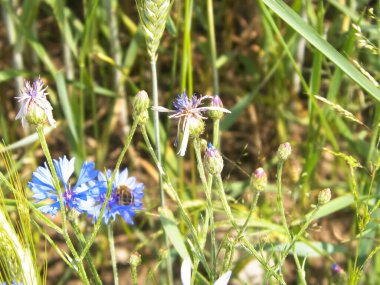İris çiçeğinin üzerindeki bal arısına yaklaş. Yaz doğası kavramı.
