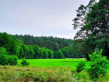Tuchola Ormanı 'nın merkezindeki çayır. Kuzey Polonya 'nın saf doğası. Seyahat kavramı.