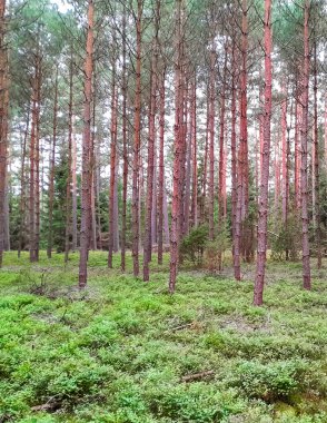 Walking across Tuchola Forest. Pure nature of northern Poland. Travel and nature concept. clipart