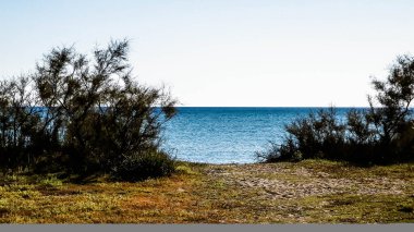 Akdeniz kıyılarındaki çürük ağaçlar, Treni kıyıları. Akdeniz doğası. Tatiller ve doğa konsepti. Mavi gökyüzünde uzayı kopyala. Vada, Toskana Bölgesi, İtalya,