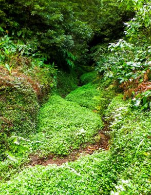 Sao Miguel iç kesimlerindeki tropikal ormanın vahşi doğası. Sao Miguel, Azores takımadalarının en büyük adasıdır. Vahşi doğanın güzelliği ve seyahat konsepti.