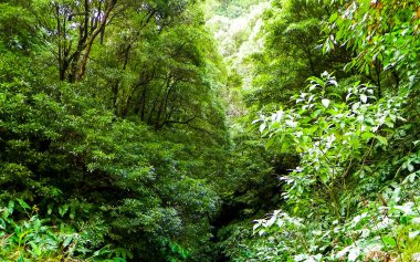 Sao Miguel iç kesimlerindeki tropikal ormanın vahşi doğası. Sao Miguel, Azores takımadalarının en büyük adasıdır. Vahşi doğanın güzelliği ve seyahat konsepti.