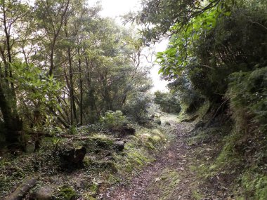 Sao Miguel iç kesimlerindeki tropikal ormanın vahşi doğası. Sao Miguel, Azores takımadalarının en büyük adasıdır. Vahşi doğanın güzelliği ve seyahat konsepti.