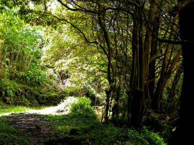 Wild nature of tropical forest on Sao Miguel insland. Sao Miguel is the biggest island of Azores archipelago. Beauty of wild nature and travel concept. clipart