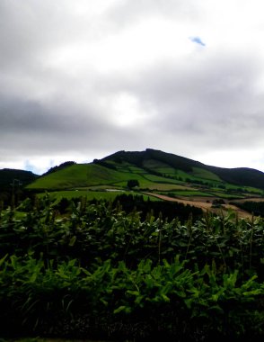 Azores adaları Sao Miguel 'in vahşi doğası. Dağlar, otlaklar, çayırlar ve tropikal ormanlar. Azores Portekiz 'in otonom bölgesi olan küçük bir takımadalardır..