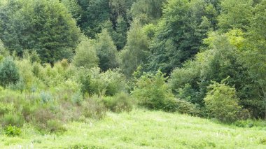 Doğal bir arka plan olarak vahşi çayır. Boşluğu kopyala