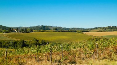 Güneşli bir günde Toskana üzüm bağlarının manzarası. Doğa ve tarım kavramı. İtalya 'da tatiller. Boşluğu kopyala.
