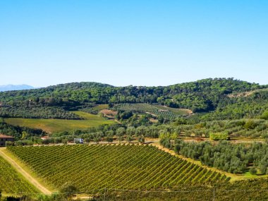 Güneşli bir günde Toskana üzüm bağlarının manzarası. Doğa ve tarım kavramı. İtalya 'da tatiller. Boşluğu kopyala.