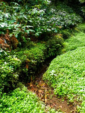 Sao Miguel iç kısımlarındaki tropikal ormanın güzel doğası. Sao Miguel, Azores takımadalarının en büyük adasıdır..