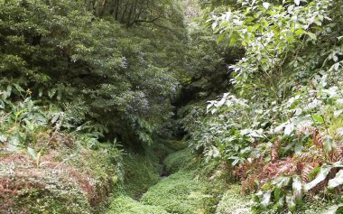 Sao Miguel iç kesimlerindeki tropikal ormanın vahşi doğası. Sao Miguel, Azores takımadalarının en büyük adasıdır. Vahşi doğanın güzelliği ve seyahat konsepti.