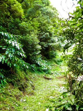 Sao Miguel iç kesimlerindeki tropikal ormanın vahşi doğası. Sao Miguel, Azores takımadalarının en büyük adasıdır. Vahşi doğanın güzelliği ve seyahat konsepti.