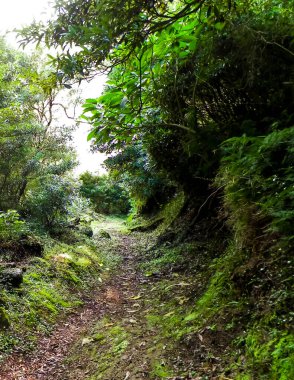 Wild nature of tropical forest on Sao Miguel insland. Sao Miguel is the biggest island of Azores archipelago. Beauty of wild nature and travel concept. clipart