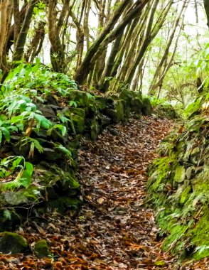 Sao Miguel iç kesimlerindeki tropikal ormanın vahşi doğası. Sao Miguel, Azores takımadalarının en büyük adasıdır. Vahşi doğanın güzelliği ve seyahat konsepti.