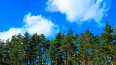 Mavi gökyüzüne karşı yeşil ağaçları kapatın. Doğal arkaplan.