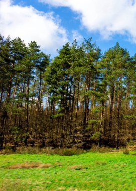 Ormandaki vahşi, yeşil çayır. Polonya 'nın Kashubia bölgesinin doğal güzelliği.
