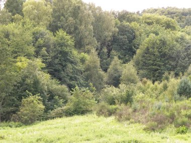 Doğal bir arka plan olarak vahşi çayır. Boşluğu kopyala