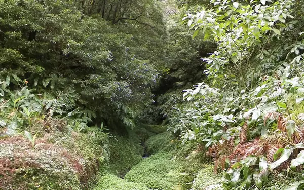 Sao Miguel iç kesimlerindeki tropikal ormanın vahşi doğası. Sao Miguel, Azores takımadalarının en büyük adasıdır. Vahşi doğanın güzelliği ve seyahat konsepti.