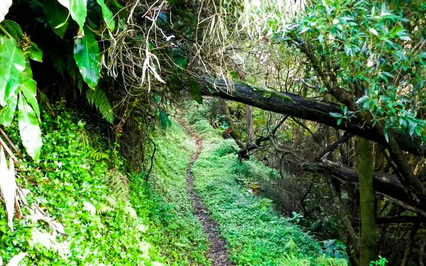 stock image Wild nature of tropical forest on Sao Miguel insland. Sao Miguel is the biggest island of Azores archipelago. Beauty of wild nature and travel concept.