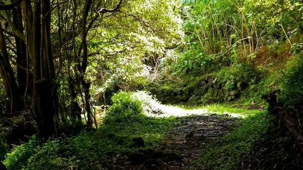 Sao Miguel iç kesimlerindeki tropikal ormanın vahşi doğası. Sao Miguel, Azores takımadalarının en büyük adasıdır. Vahşi doğanın güzelliği ve seyahat konsepti.
