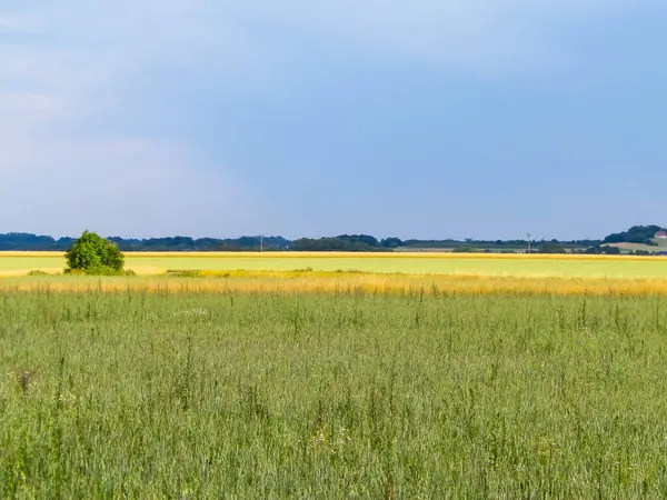 Kashubia 'da bir tarla. Tarım konsepti. Kuzey Polonya.