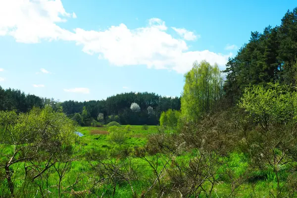 stock image Wild, green meadow in forest. Natural beauty of Kashubia region in Poland.