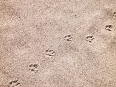 Kumda tilki pençesi izleri var. Doğa geçmişi. Boşluğu kopyala.