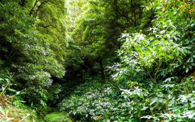 Sao Miguel iç kısımlarındaki tropikal ormanın güzel doğası. Sao Miguel, Azores takımadalarının en büyük adasıdır..