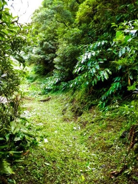 Sao Miguel iç kesimlerindeki tropikal ormanın vahşi doğası. Sao Miguel, Azores takımadalarının en büyük adasıdır. Vahşi doğanın güzelliği ve seyahat konsepti.