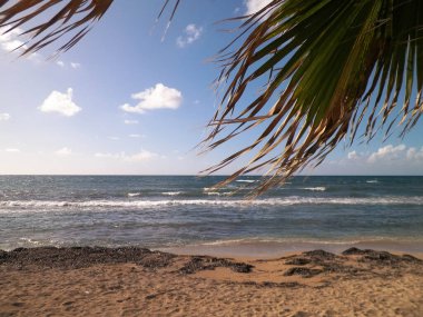 Akdeniz kıyısındaki sahil ve palmiyeler. Kıbrıs adasının egzotik doğası.