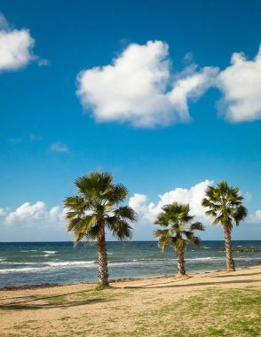 Akdeniz kıyısındaki sahil ve palmiyeler. Kıbrıs adasının egzotik doğası.