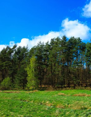 Ormandaki vahşi, yeşil çayır. Polonya 'nın Kashubia bölgesinin doğal güzelliği.