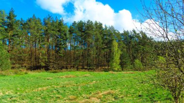 Ormandaki vahşi, yeşil çayır. Polonya 'nın Kashubia bölgesinin doğal güzelliği.