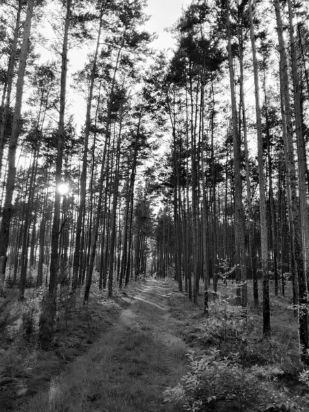 stock image Landscape of Tuchola Forest. Northern Poland. BW filter toned