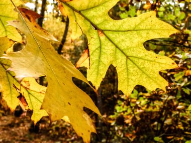 Sonbahar geliyor. Sonbahar yapraklarını doğa arka planı olarak kapat.