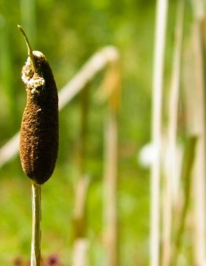 Typha Santrali 'ni kapatın. Tuchola Ormanı ve Polonya 'nın Kashubian bölgesi. Boşluğu kopyala, doğa arkaplanı.