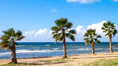 Kumsal ve palmiye ağaçları. Akdeniz kıyısı. Kıbrıs adası.