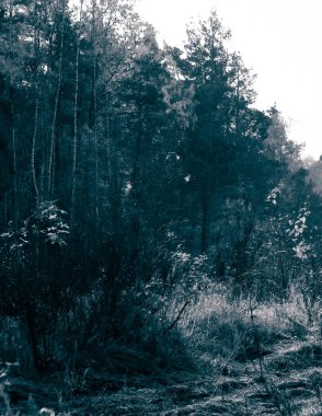 Sonbahar orman manzarası. Polonya 'da sonbahar sezonu. Doğa ve seyahat kavramı. Soyut BW filtresi.