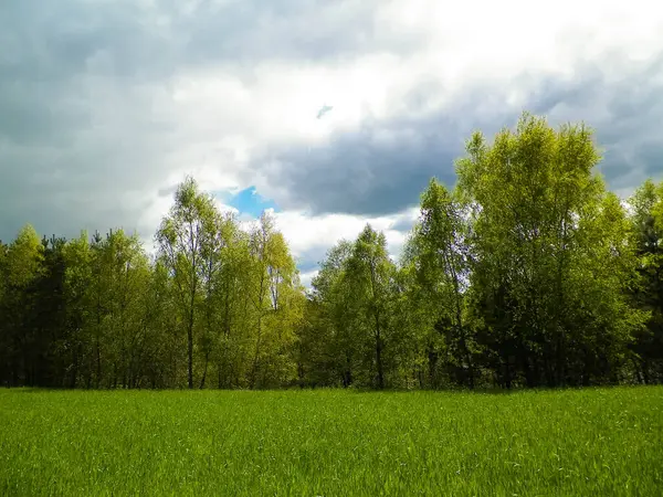 Kashubia 'da baharın başlangıcı. Kıştan sonra doğayı uyandırmak. Doğal arkaplan duvar kağıdı.