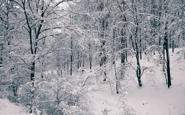 Winter forest in Wiezyca, Kashubia, northern Poland. Wild nature in winter. clipart