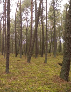 Baltık Denizi 'nin kıyı bölgesindeki çam ormanlarının manzarası. Kuzey Polonya 'nın güzel doğası. Doğa ve seyahat kavramı.
