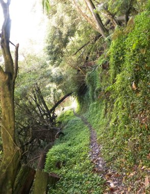 Wild nature of tropical forest on Sao Miguel insland. Sao Miguel is the biggest island of Azores archipelago. Beauty of wild nature and travel concept. clipart