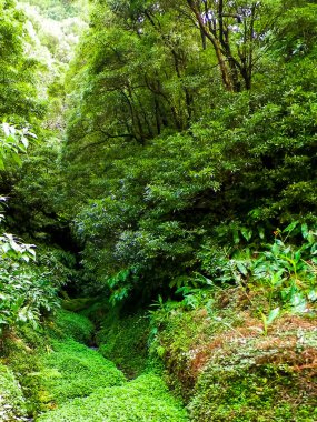 Sao Miguel iç kesimlerindeki tropikal ormanın vahşi doğası. Sao Miguel, Azores takımadalarının en büyük adasıdır. Vahşi doğanın güzelliği ve seyahat konsepti.