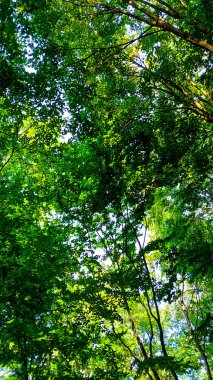 Doğal bir arka plan olarak yeşil dallar. Kopyala uzayı, vahşi orman.