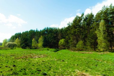 Ormandaki vahşi, yeşil çayır. Polonya 'nın Kashubia bölgesinin doğal güzelliği.