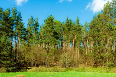 Wild, green meadow in forest. Natural beauty of Kashubia region in Poland. clipart