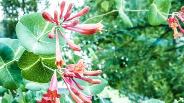 Pembe hanımeli (Lonicera L.) çiçeklerine yakın çekim. Yazın Polonya doğası, çiçek ve bahçe konsepti. Boşluğu kopyala, doğa arkaplanı.